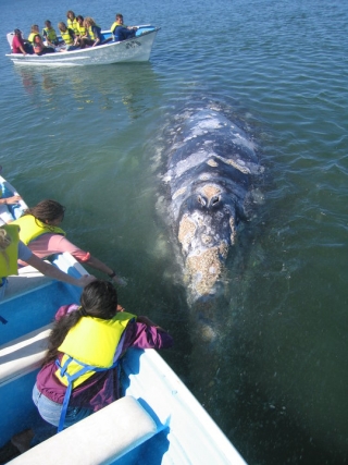 Ballenas en el Mar de Cortes